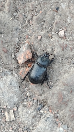 Eophileurus chinensis
