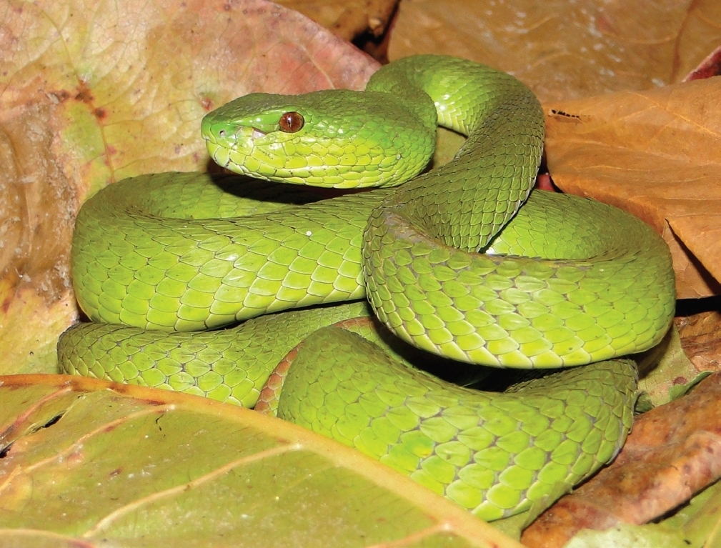 White-Lipped Island Pitviper