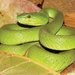 White-lipped Island Pitviper - Photo (c) 
Hinrich Kaiser, some rights reserved (CC BY)