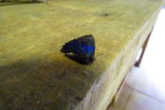 Parrhasius polibetes