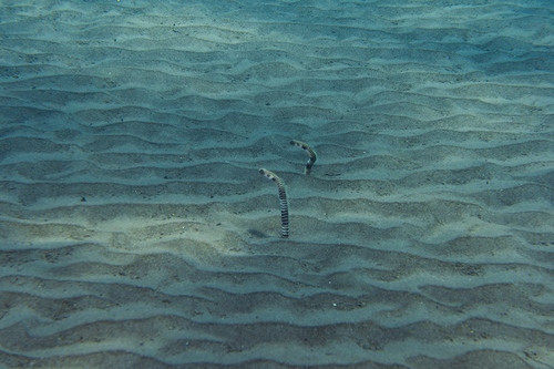 Heteroconger polyzona observed 2026-09-02