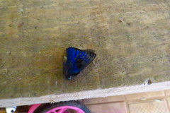 Parrhasius polibetes