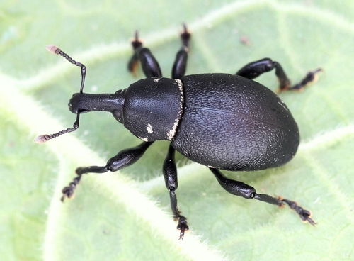 Liparus coronatus (J.A.E.Goeze, 1777)