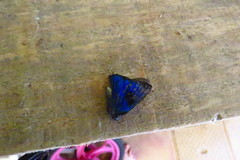 Parrhasius polibetes