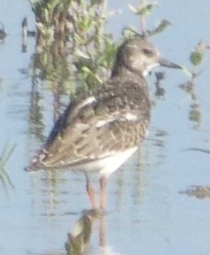 Ruddy Turnstone