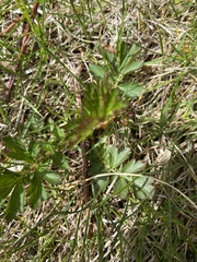 Geum triflorum