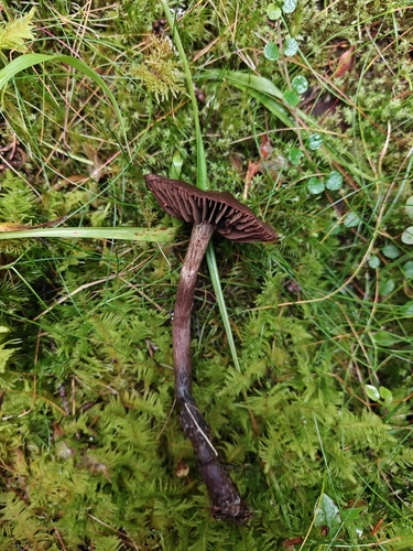 Cortinarius brunneus, 2026-09-03