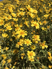 Monolopia lanceolata