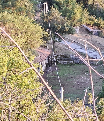 Marsican Brown Bear