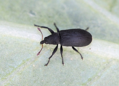 Magdalis ruficornis