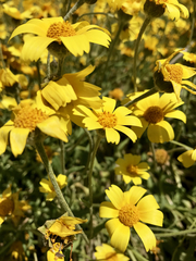 Monolopia lanceolata