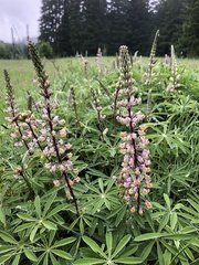 Lupinus oreganus