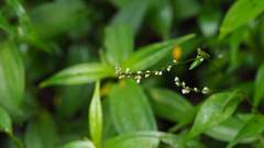 Persicaria jucunda