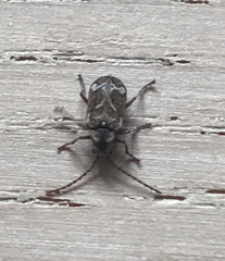 Ptinomorphus imperialis