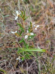 Spyridium vexilliferum, photograph (c) Jane Canaway, some rights reserved (CC BY)