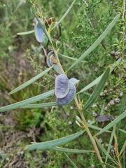 Acacia suaveolens, photograph (c) Jane Canaway, some rights reserved (CC BY)