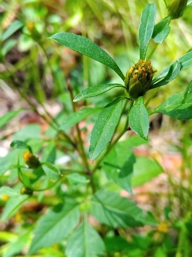 Devil's Beggarticks