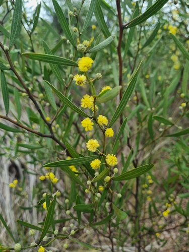 Acacia verniciflua