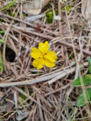 (c) Jane Canaway, some rights reserved (CC BY) Goodenia geniculata, photograph (c) Jane Canaway, some rights reserved (CC BY)