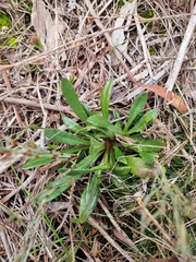 (c) Jane Canaway, some rights reserved (CC BY) Goodenia geniculata, photograph (c) Jane Canaway, some rights reserved (CC BY)