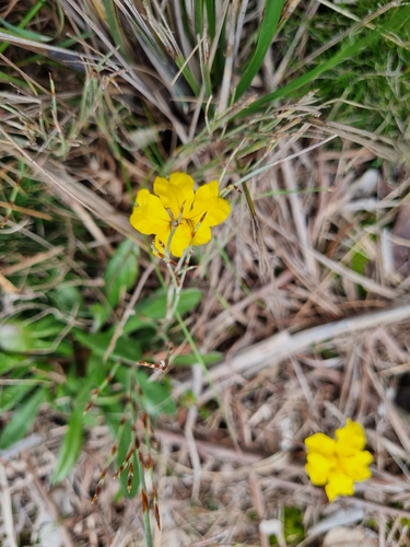 Goodenia geniculata, photograph 3