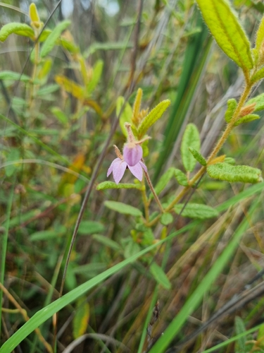 Thomasia petalocalyx