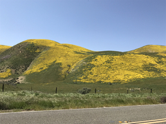 Monolopia lanceolata