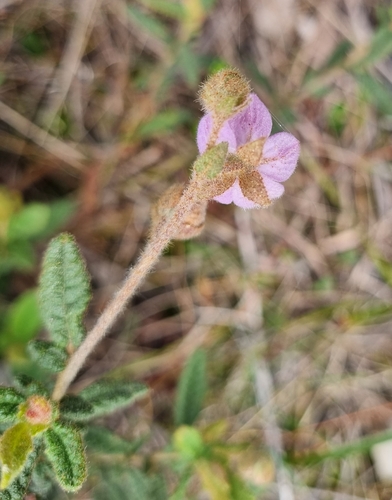 Thomasia petalocalyx, photograph 2