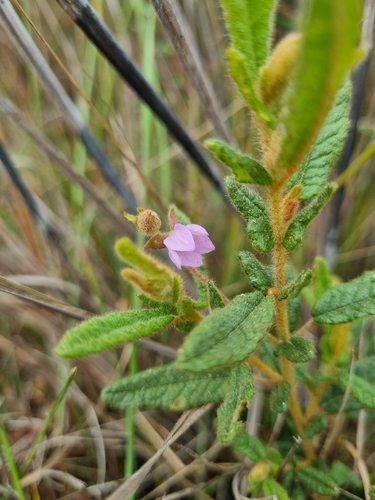 Thomasia petalocalyx, photograph 3