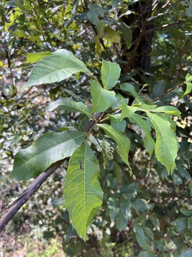 Alectryon subcinereus observed 2026-09-03