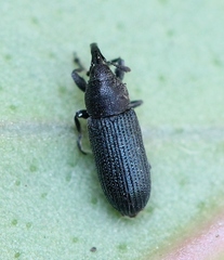 Mecinus janthinus