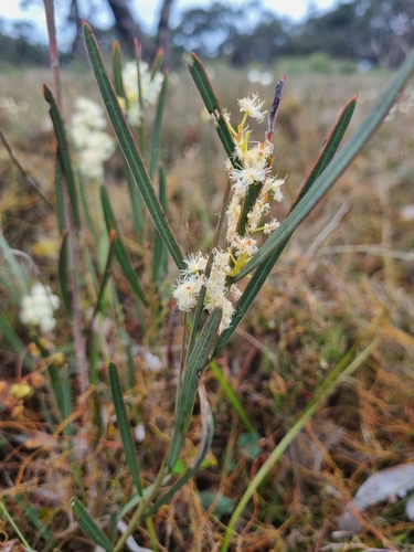 Acacia suaveolens, photograph 4