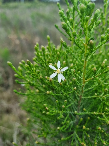 Olearia teretifolia
