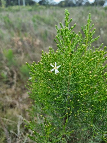 Olearia teretifolia, photograph 2