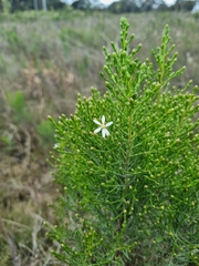 (c) Jane Canaway, some rights reserved (CC BY) Olearia teretifolia, photograph (c) Jane Canaway, some rights reserved (CC BY)