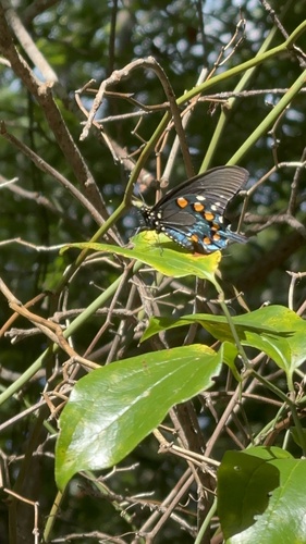 Pipevine Swallowtail