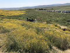 Monolopia lanceolata