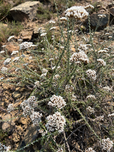 Fynbos Blombush