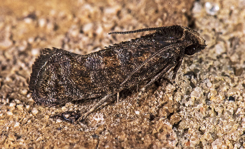 Acrolophus simulatus Walsingham, 1882