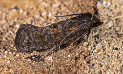 Acrolophus simulatus