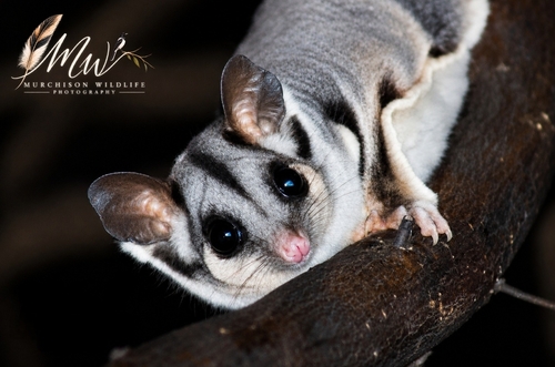 Squirrel Glider