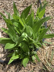 Centaurea montana
