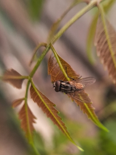 Common House Fly