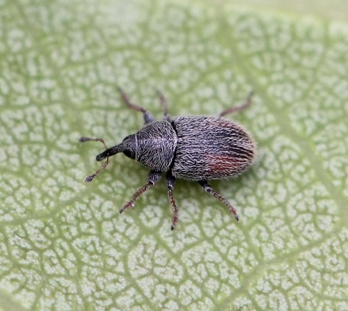 Plantain Weevil