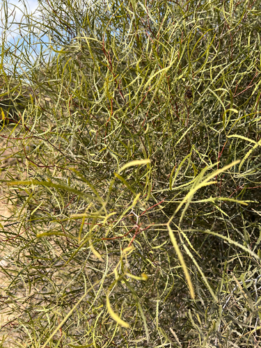 Broom Karree