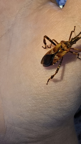 Western Conifer Seed Bug