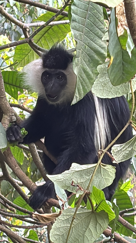 Ruwenzori Black-and-White Colobus