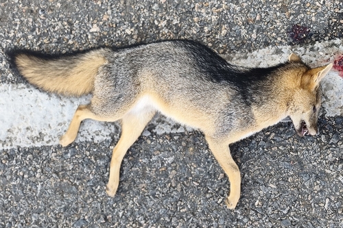 Crab-eating Fox