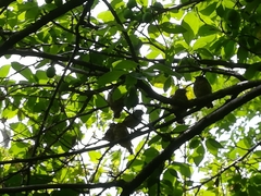 Phoenicurus ochruros