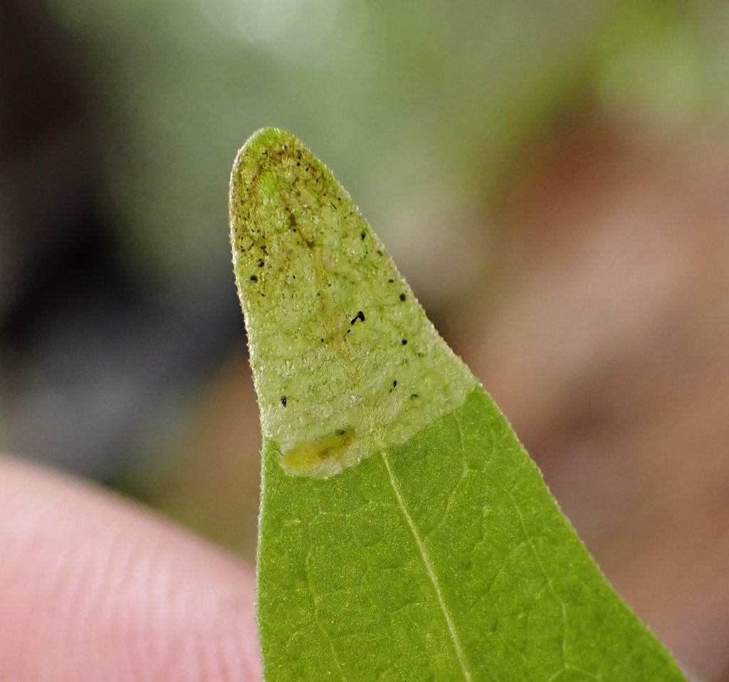 Liriomyza pistilla
